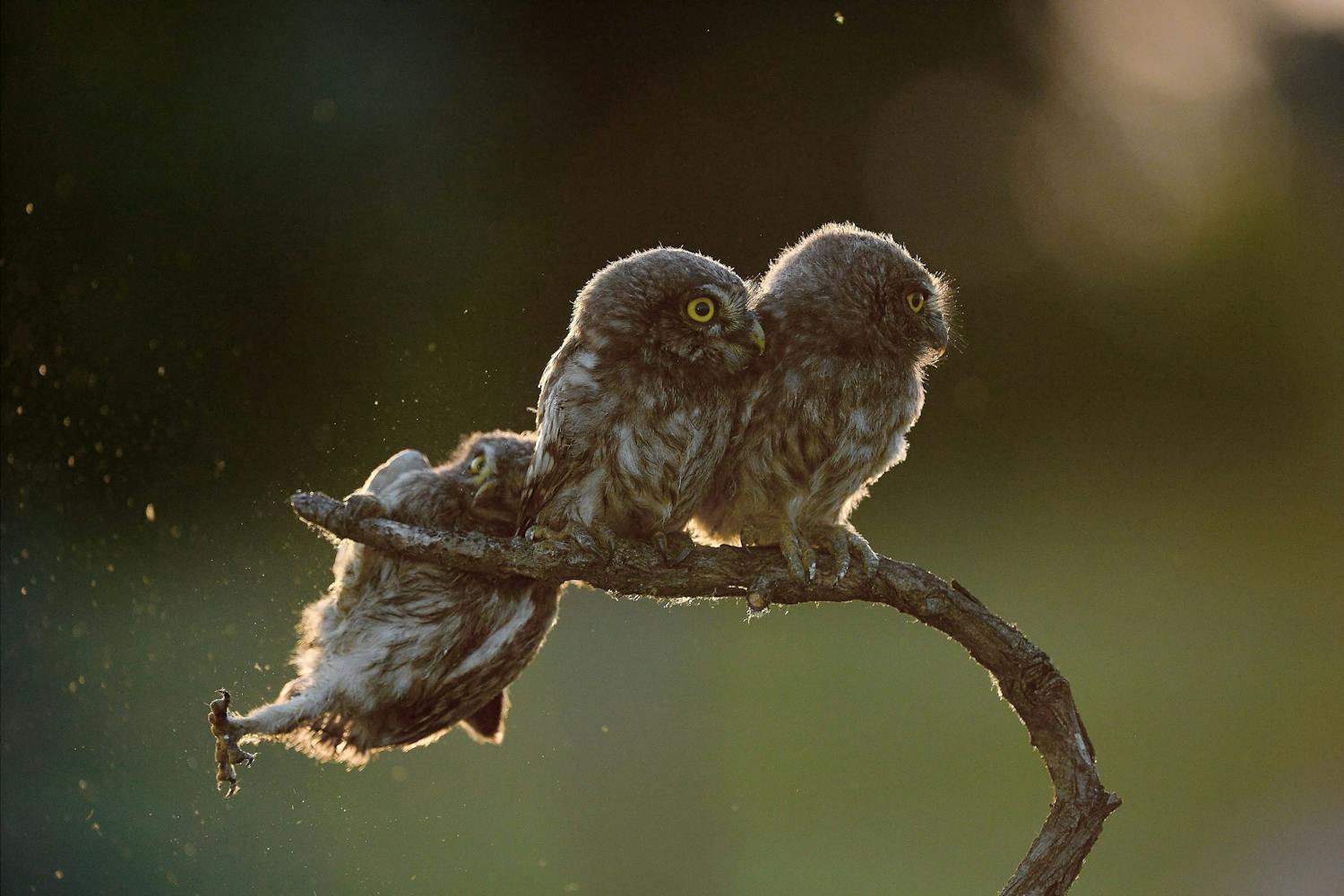 Hauskin kuva vuonna 2017 Tibor Kerczin Comedy Wildlife Photography Awards 2017:n voittajakuva